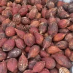 kuka-agaci-sirri-usta-isi-tesbih-yapimi